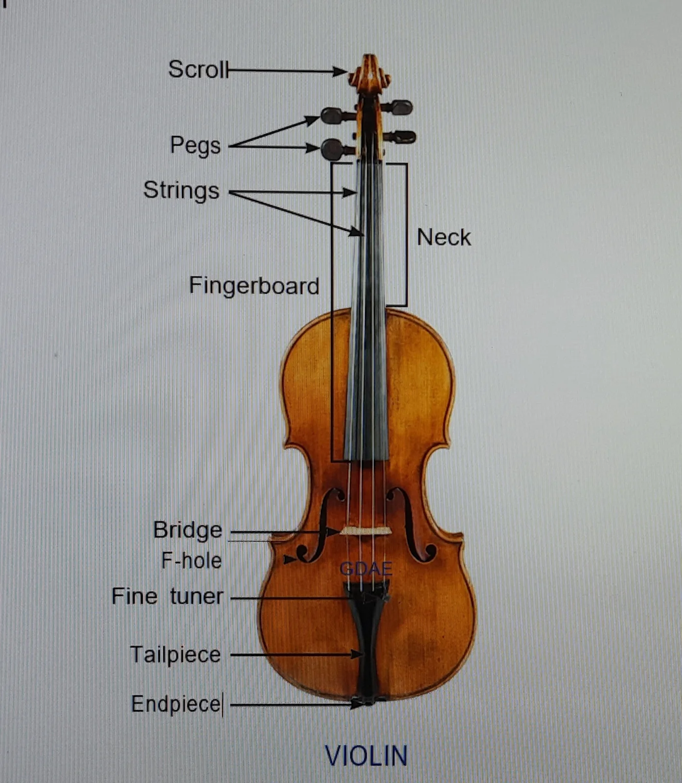 Parts of the violin